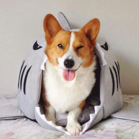 DoggoShark | Dog, Cat & Pet Cartoon Shark Bed - Solutiverse